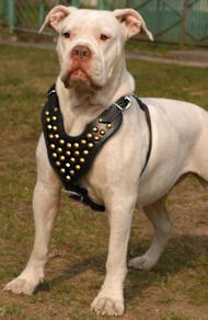 American Bulldog Studded Harness