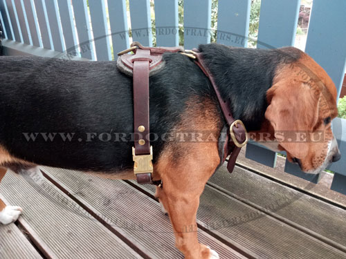 Beagle Leather Training Harness