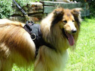 Collie Nylon multi-purpose dog harness H6