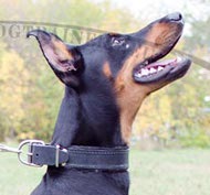 Leather Dog Collar Padded for Doberman ⚑