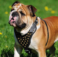 Leather Royal Harness for Bulldog