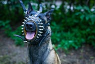 Dog Head Collar with Spikes for Malinois