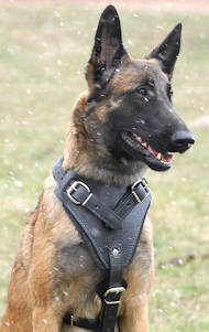 Attack Leather Dog Harness for Belgian Malinois
