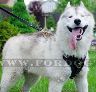 training Leather Harness for Husky