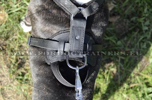 Comfortable Leather Harness