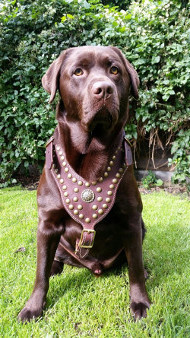 Walking
Harness with Decoration for Labrador