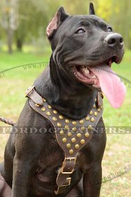 Studded Harness for Pitbull