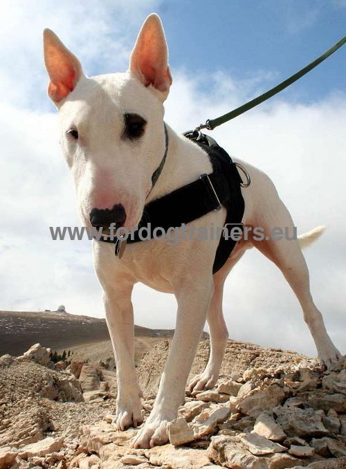 Wear-Resistant Dog Harness