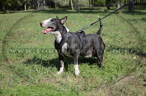 Adjustable Harness for Bulls Terriers