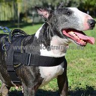 Bull Terrier Nylon Training Harness