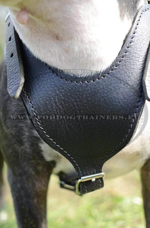 Training Harness for Bull Terrier