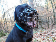 Labrador Retriever Dog Muzzle Winter Basket
