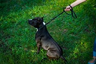 Leather Dog Collar and Lead Adjustable for Amstaff ①
