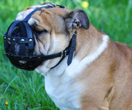 English Bulldog Everyday Light Weight Ventilation Dog Muzzle