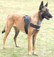 K9
Harness for Service Dog