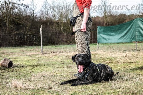 Agitation Harness for Medium Dog Training