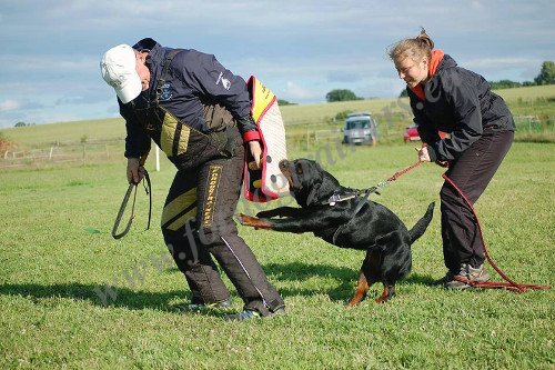 Professional Dog Training Equipment