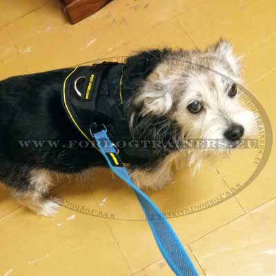 Great and Small Dog Harness with Handle