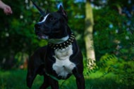 Amstaff Spiked Collar Brass&Leather