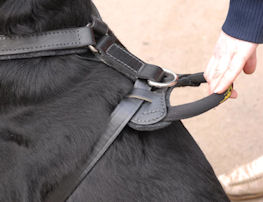 Dog Harness made of Leather H1