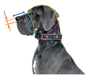 How to size your
dog for muzzle