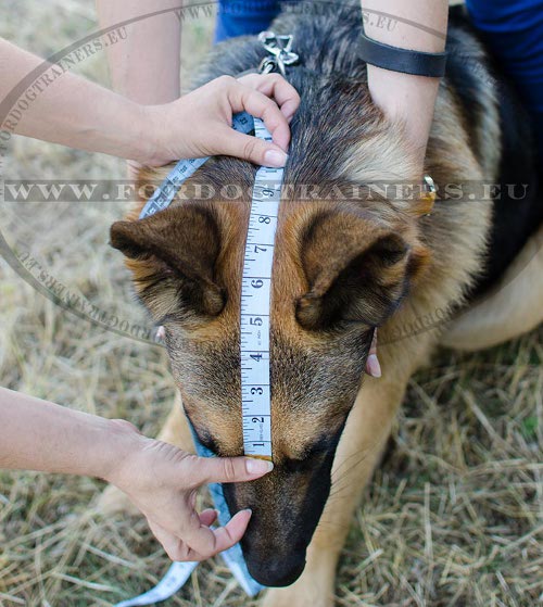 How to Measure Dog for the Muzzle