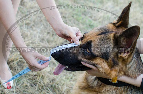 Measure the
dog for the muzzle