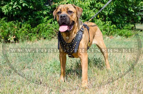 Leather
Harness for Cane Corso