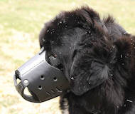 Newfoundland Everyday Leather dog muzzle M51