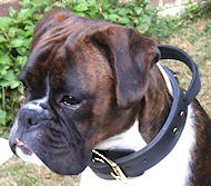 Boxer Hetz-Hundehalsband aus Leder mit Griff