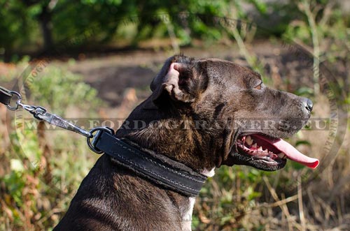 Felt-padded collar highly resistant for Pitbull