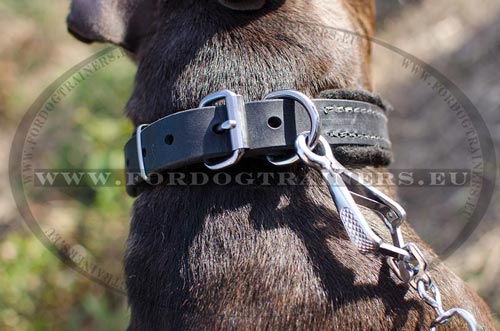 Training dog collar with padding excellent for agitation
for Pitbull