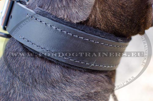 American Pitbull dog collar with lining