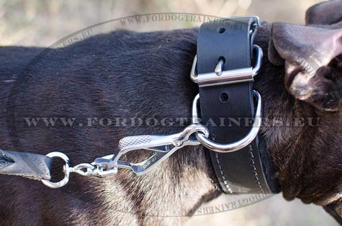 Leather collar for Pitbull training - practical comfort 