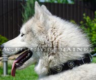 Hundehalsband Leder mit Dekorationen