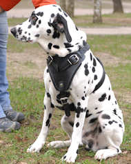Dalmatian Protection/Attack Leather Dog Harness H1