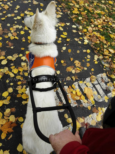 Guide Harness for Service Dogs 