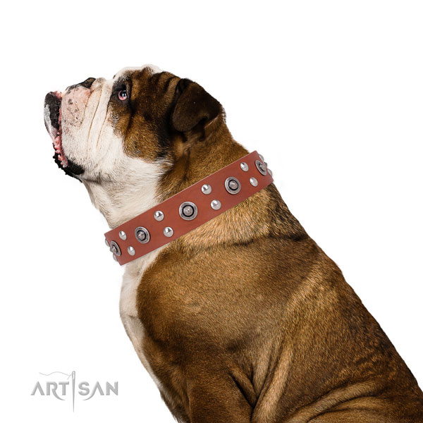 Dog Studded Collar for English Bulldog