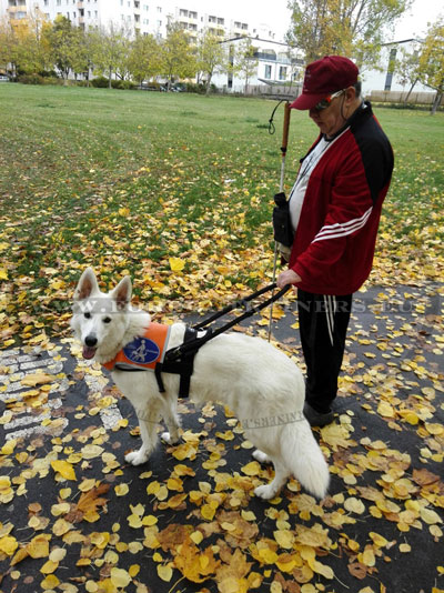 Guide Harness for Service Dogs with Removable Handle