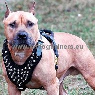 Super Harness with Spikes for Amstaff | Spiked Dog Harnesses