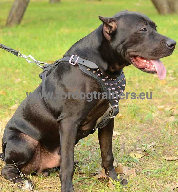 Best Studs and Spikes Leather Dog 【Collar】 for Pitbull : Pitbull Breed: Dog  Harnesses, Collars, Leashes, Muzzles, Breed Information and Pictures