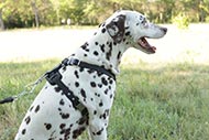 Dalmatian Leather Harness with Decoration