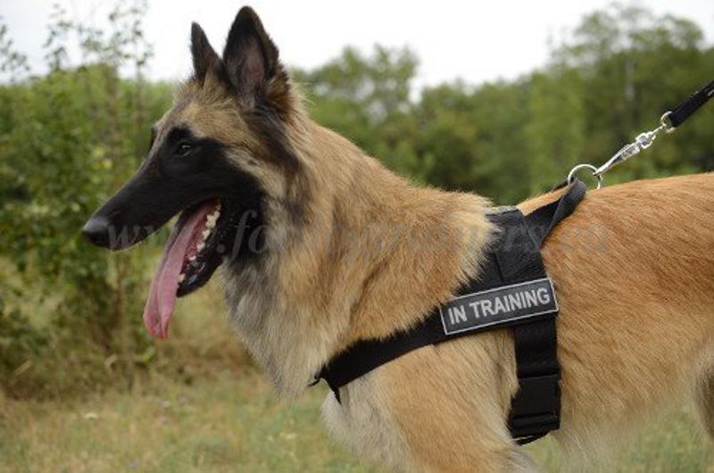 Sportlicher Hund : Dog harness, Dog muzzle, Dog collar, dog leash