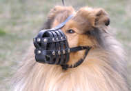 Collie ventilacin ligero hocico del perro M41