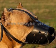 Viper Biothane Collar with Brass Hardware [V7001-1] : Amstaff dog harness,  Amstaff dog muzzle, Amstaff dog collar , dog leash, Amstaff