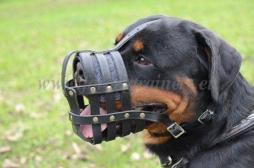 Muselière qualité pour chien de garde