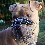 Best wire dog muzzle perfect for Amstaff
