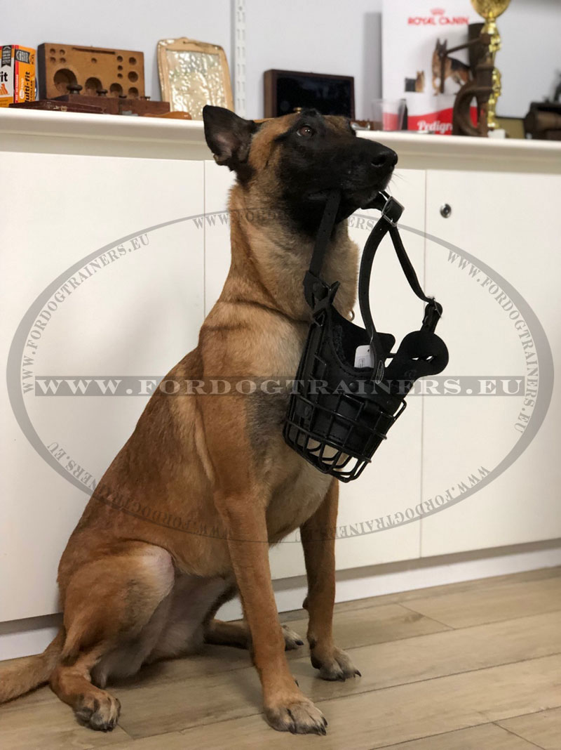 Unmatchable Belgian Malinois Chewing Ball Rolling Feeder for Large Dogs :  Belgian Malinois Breed: Dog Harness, Belgian Malinois dog muzzle, Belgian  Malinois dog collar, Dog leash