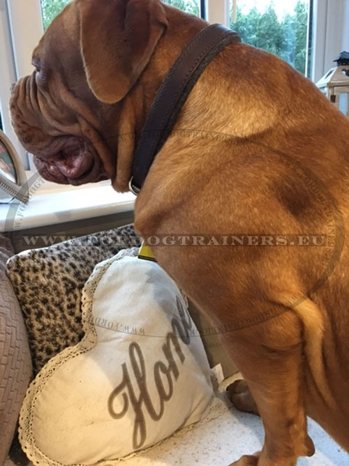 French Mastiff Leather Collar