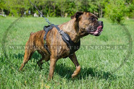 Leather Harness for Boxer Trainig | Leather Agitation Harness